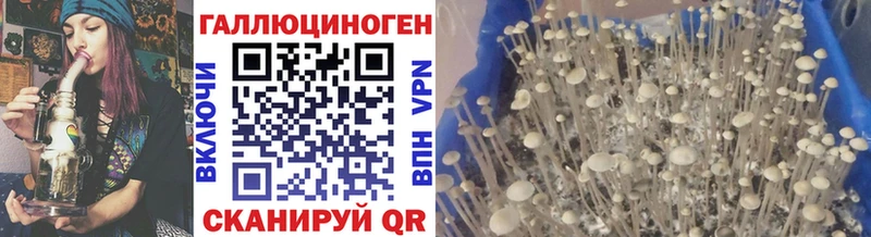 MEGA ССЫЛКА  Шуя  Псилоцибиновые грибы Psilocybine cubensis 